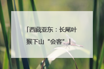 西藏亚东：长尾叶猴下山“会客”